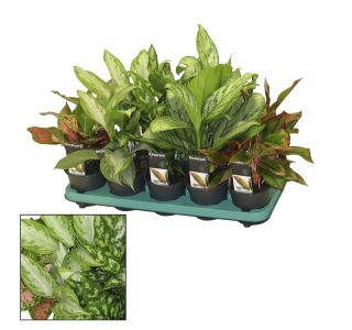 AGLONEMA MIX L12