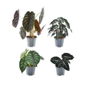 ALOKAZIJA MIX L14 CM