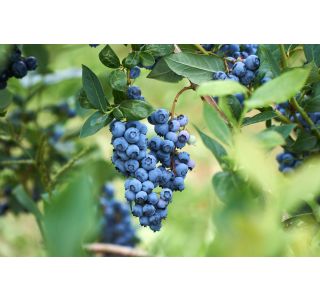 AMERIŠKA BOROVNICA LATEBLUE L19