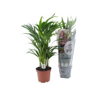 AREKA PALMA L17 CM