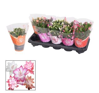 AZALEJA SOBNA L13 CM