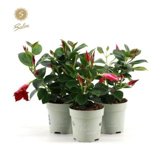 BALKONSKA RASTLINA DIPLADENIA L10CM