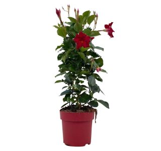 BALKONSKA RASTLINA DIPLADENIA NA OPORI L14 CM