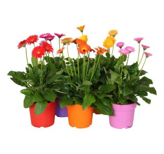 BALKONSKA RASTLINA GERBERA GARVINEA (VRTNA GERBERA) L17 CM