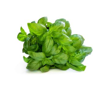 BAZILIKA L'ORTO FRUTTIFERO GENIALE KULTIPAK 8/1