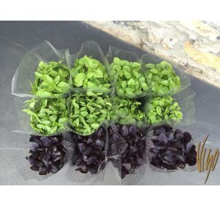 BAZILIKA MIX L14