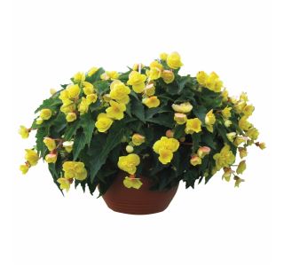 BEGONIJA TUBERHYBRIDA RICHARD GALLE L12