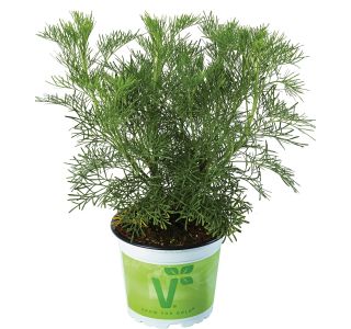 BELI PELIN  12 CM