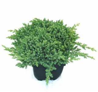 BRIN L13 CM