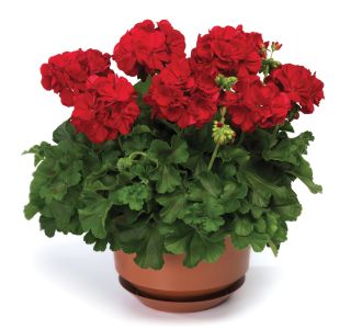 PELARGONIJA VOLMARY CALLIOPE DARK RED SUMMER LOVERS L12