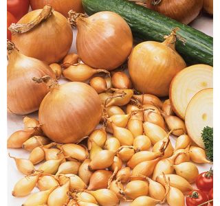 ČEBULA ROYAL SEEDS ČEBULČEK STURON 500G RS