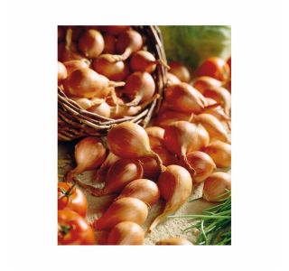 ŠALOTKA HOLLAND BULB MARKET GOLDEN GOURMET 500G
