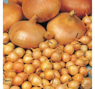 ČEBULČEK MEŠANICA ROYAL SEEDS, 500 G
