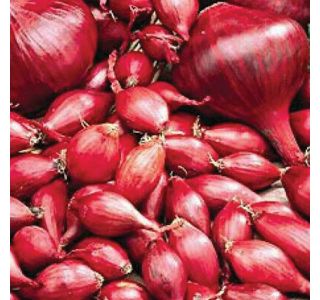 ČEBULA ROYAL SEEDS ČEBULČEK RED B. 500G RS