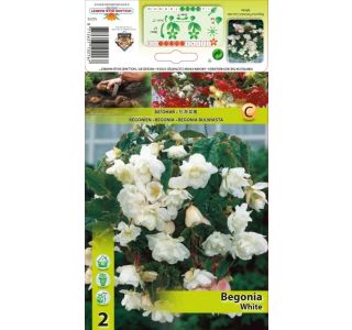 ČEBULICA HOLLAND BULB MARKET BEGONIA BELA PENDULA