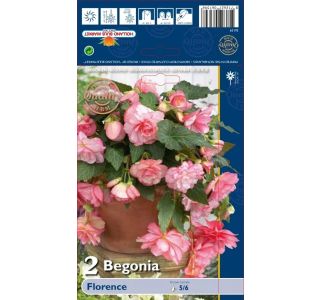 ČEBULICA HOLLAND BULB MARKET BEGONIJA PICOTEE CASCADE