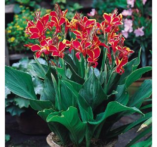 ČEBULICA HOLLAND BULB MARKET CANNA LUCIFER I