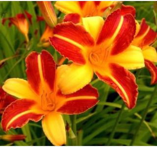 ČEBULICA HOLLAND BULB MARKET HEMEROCALLIS FRANS HALS
