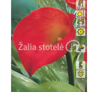 ČEBULICA HOLLAND BULB MARKET KALIJA RED SOX