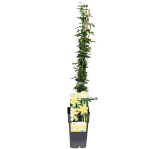 CVETOČA GRMOVNICA GOLOCVETNI JASMIN L2 L