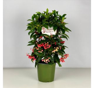 CVETOČA SOBNA RASTLINA ARDISIA 