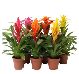 BROMELIA L12 CM