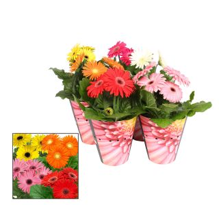 GERBERA MIX L12 CM