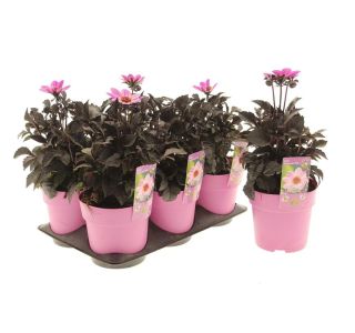 DALIJA HAPPY DAY'S PINK L15CM
