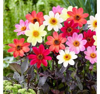 DALIJA HAPPY DAYS L17 CM