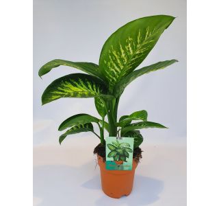DIFENBAHIJA TROPIC SNOW L19