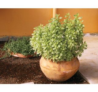 DIŠAVNICA DOBRO & ZDRAVO BAZILIKA PESTO PERPETUO