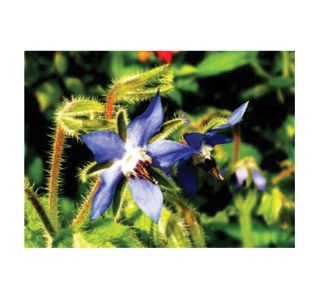 DIŠAVNICA VOLMARY BORAGO OFFICINALIS BORRIS BOREČ