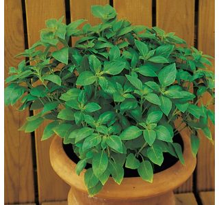 DIŠAVNICA VOLMARY CITRONSKA BAZILIKA SWEET LEMON 12 CM