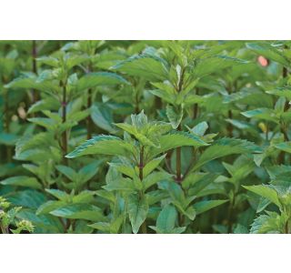 DIŠAVNICA VOLMARY CITRONSKA META LEMON 12 CM