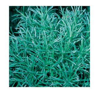 DIŠAVNICA VOLMARY HELICHRYSUM ANGUSTIFOLIUM KARI