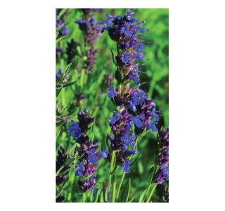 DIŠAVNICA VOLMARY HYSSOPUS OFFICINALIS BLUE PRAVI HIZOP