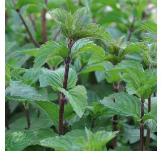 DIŠAVNICA VOLMARY MENTHA PIPERITA MULTIMENTHA PEKOČA META