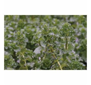 DIŠAVNICA VOLMARY MENTHA SPICATA CRISPA KODRAVOLISTNA META