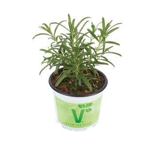 DIŠAVNICA VOLMARY ROSMARINUS OFFICINALIS BRITANIA