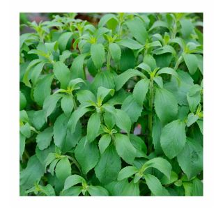 DIŠAVNICA VOLMARY STEVIA REBAUDIANA SWEETY