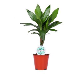 DRACAENA L14