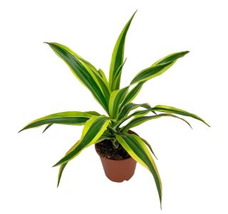 DRACAENA L17