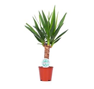 DREVO ŽIVLJENJA L14 CM