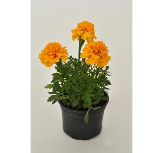 TAGETES DROBNOCVETNI MIX PATULA L9