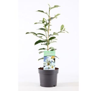 MAGNOLIJA FAIRY WHITE