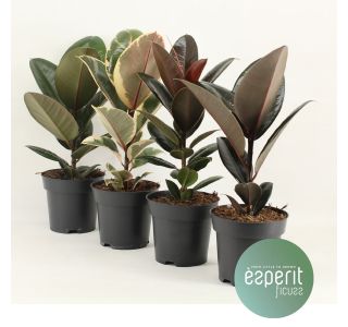 FIKUS ELASTICA (GUMOVEC) L14 CM