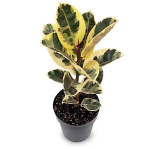 FIKUS ELASTICA (GUMOVEC) L17 CM