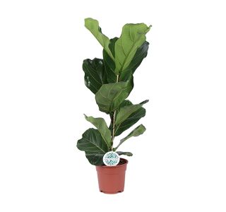 LYRATA L17 CM