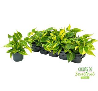 FILODENDRON BRASIL L12 CM