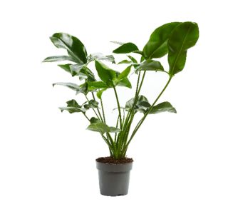FILODENDRON FUN BUN L14